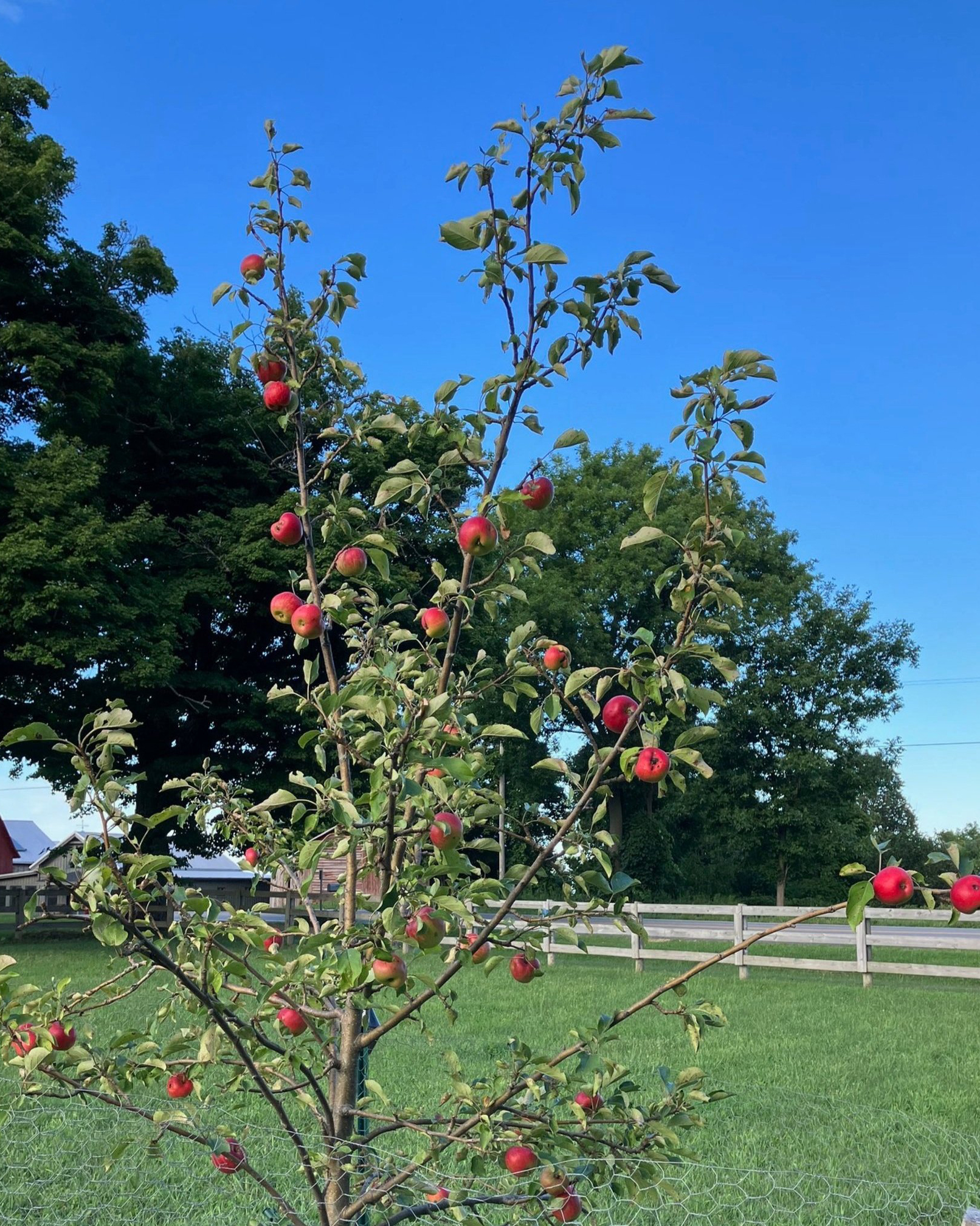 Greyrock Farm - New York - Apple Tree-4x5 A budding apple tree at Greyrock Farm.