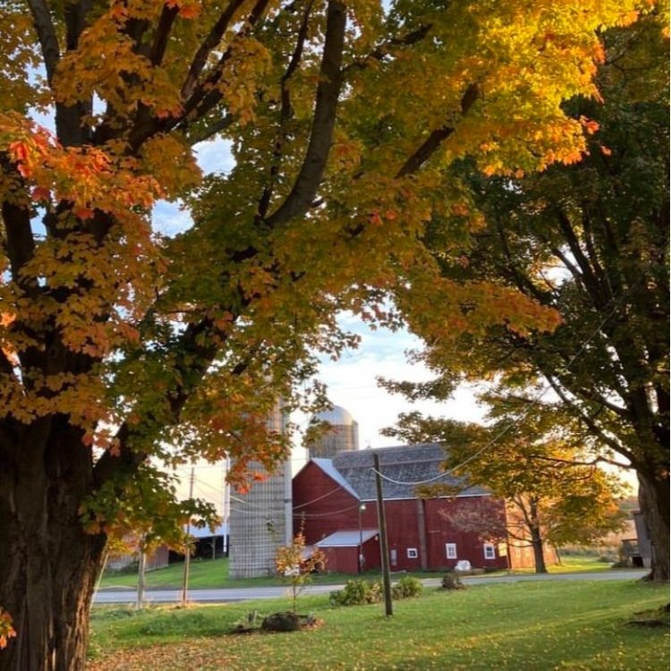 A red barn at Greyrock Family Farm is in the distance surrounded by fall foliage.