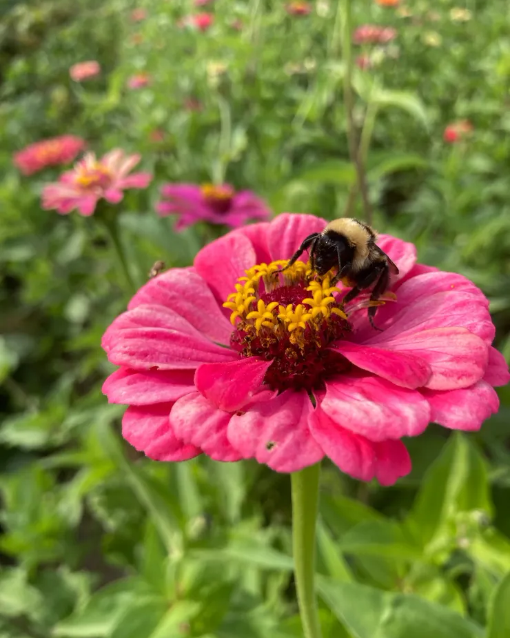 A bubble bee rests on a pink flower at Greyrock Farm.