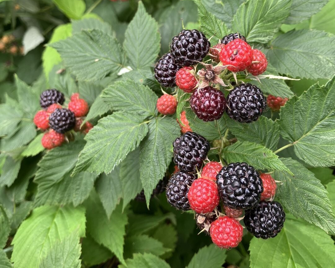 A close up of growing berries at Greyrock Family Farm.