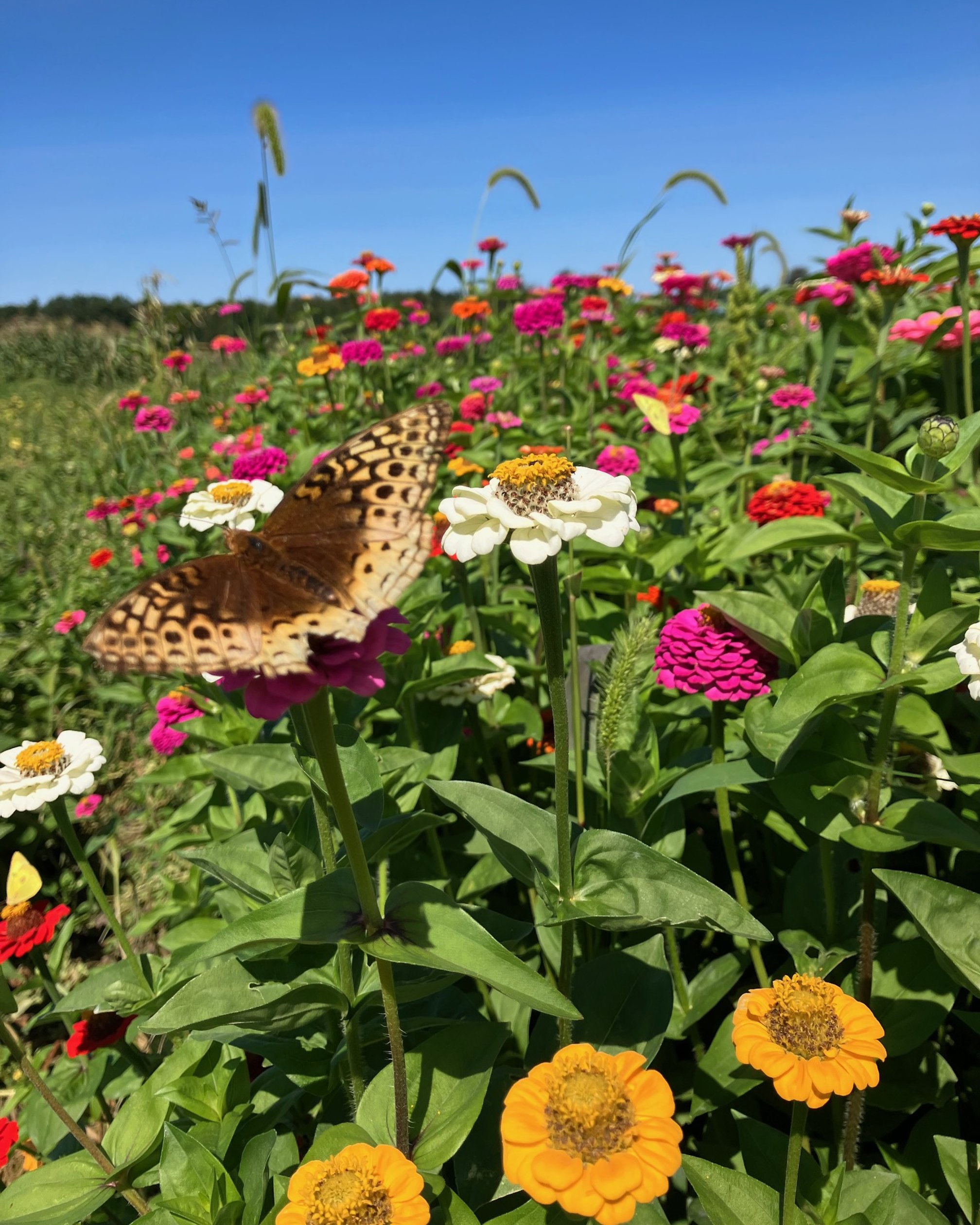 Greyrock Farm New York - Butterfly Flowers A butterfly resting atop pink, yellow and white flowers in a field at Greyrock Farm.