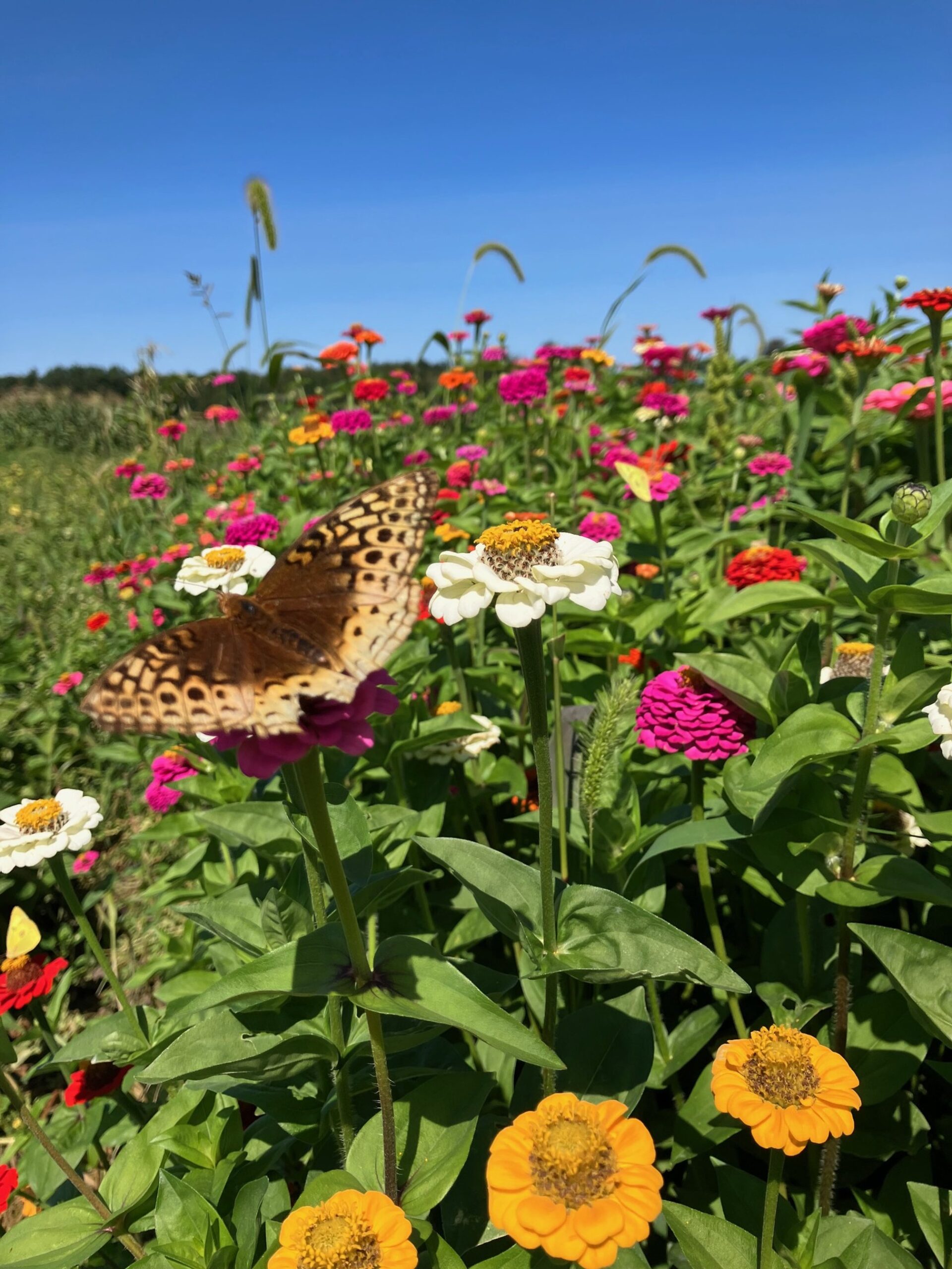 A butterfly resting atop pink, yellow and white flowers in a field at Greyrock Farm.