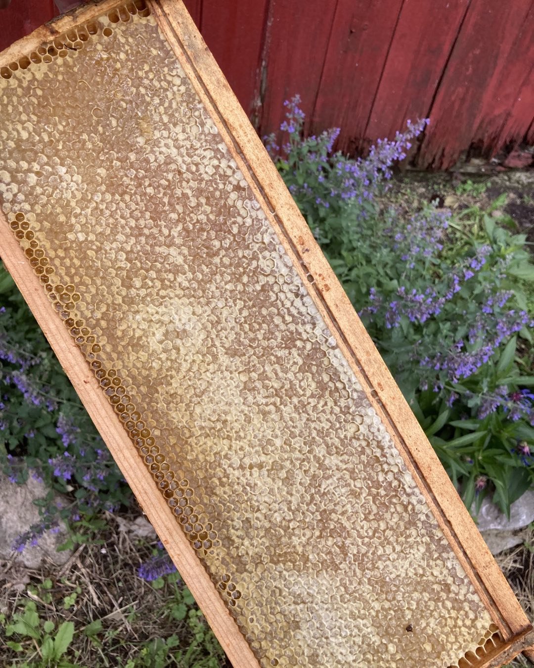 Honeycomb on a bee keeper frame at Greyrock Farm.