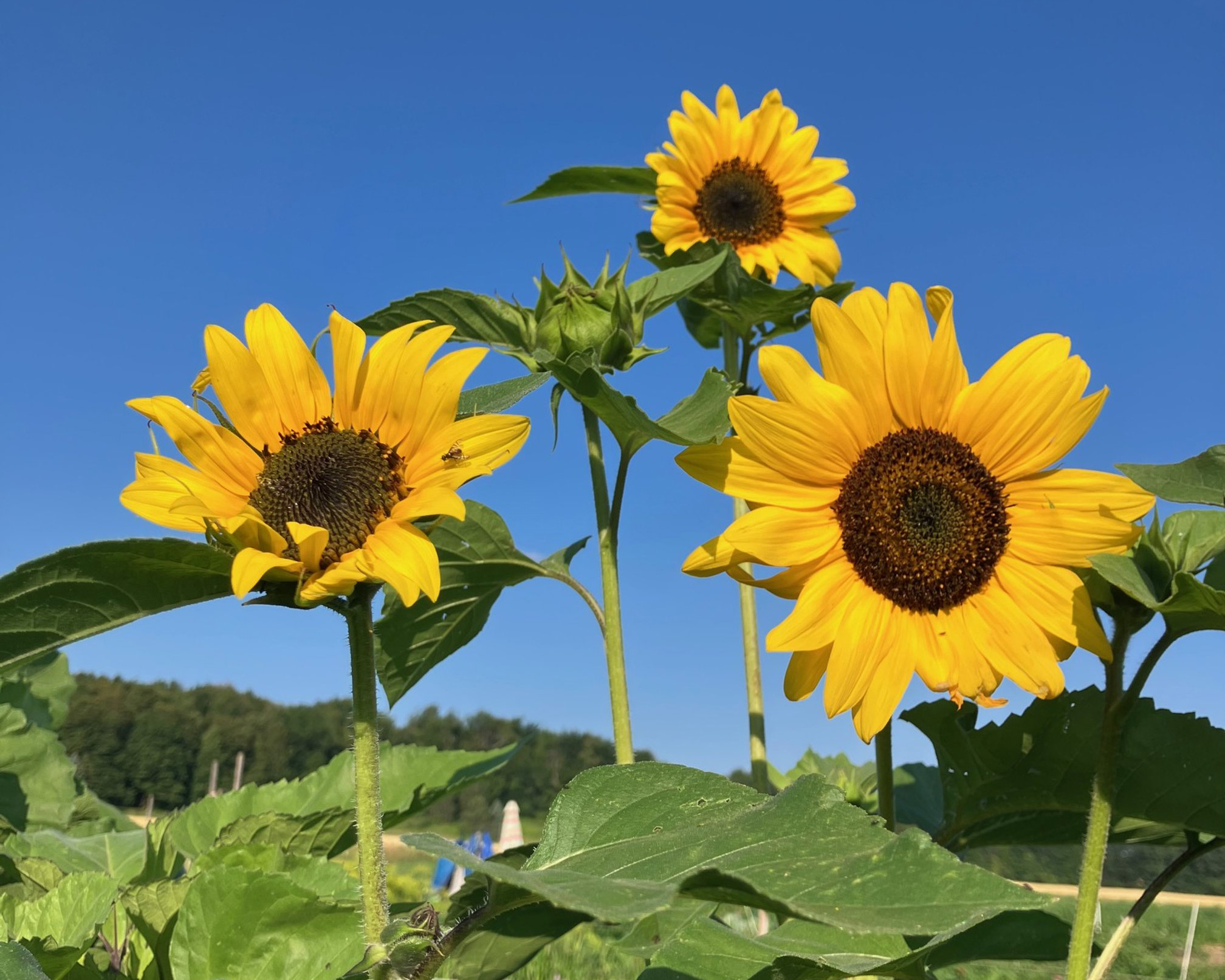 Sunflowers against a blue sky at Greyrock Farm in Cazenovia, New York.