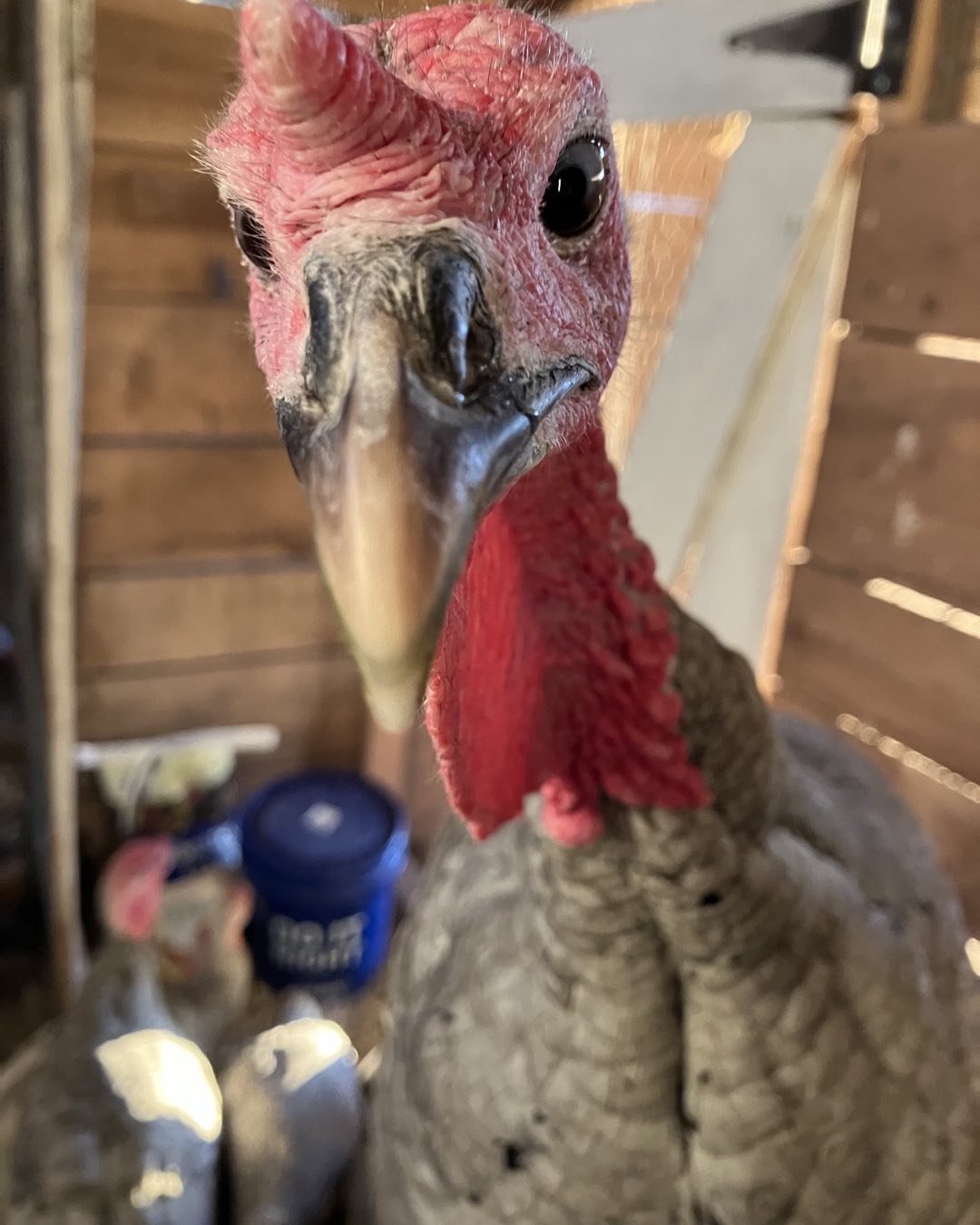 Close up of a turkey at Greyrock Farm.